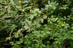Berberis chitria